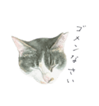 さくらねこのぐり（個別スタンプ：8）