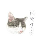 さくらねこのぐり（個別スタンプ：10）