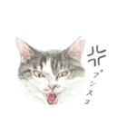 さくらねこのぐり（個別スタンプ：11）