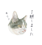 さくらねこのぐり（個別スタンプ：12）