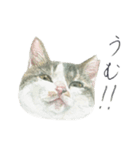 さくらねこのぐり（個別スタンプ：13）