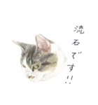 さくらねこのぐり（個別スタンプ：15）