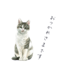 さくらねこのぐり（個別スタンプ：16）