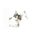 さくらねこのぐり（個別スタンプ：17）