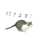 さくらねこのぐり（個別スタンプ：20）