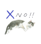 さくらねこのぐり（個別スタンプ：23）