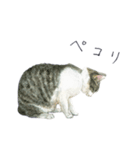 さくらねこのぐり（個別スタンプ：24）