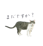 さくらねこのぐり（個別スタンプ：25）