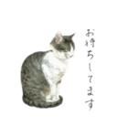 さくらねこのぐり（個別スタンプ：26）