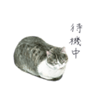 さくらねこのぐり（個別スタンプ：27）