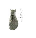 さくらねこのぐり（個別スタンプ：28）