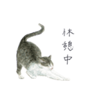 さくらねこのぐり（個別スタンプ：31）