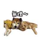 柴犬ロビン❸〜ロビンとつきみ〜（個別スタンプ：1）
