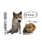 柴犬ロビン❸〜ロビンとつきみ〜（個別スタンプ：7）