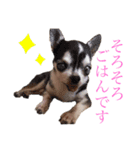 チワワ、時々ネコ（個別スタンプ：2）