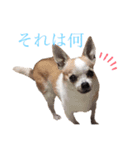 チワワ、時々ネコ（個別スタンプ：3）