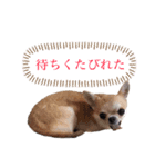 チワワ、時々ネコ（個別スタンプ：4）