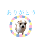 チワワ、時々ネコ（個別スタンプ：8）