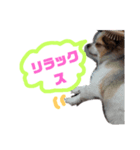 チワワのメロン君3！（個別スタンプ：4）