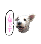 ホワイトミニチュアシュナウザー3（個別スタンプ：2）
