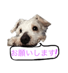 ホワイトミニチュアシュナウザー3（個別スタンプ：3）