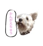 ホワイトミニチュアシュナウザー3（個別スタンプ：4）