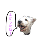 ホワイトミニチュアシュナウザー3（個別スタンプ：6）