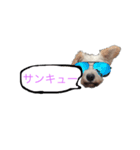 ホワイトミニチュアシュナウザー3（個別スタンプ：7）