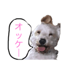 ホワイトミニチュアシュナウザー3（個別スタンプ：8）