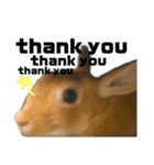 はねすんちのうさたん（個別スタンプ：1）