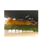 はねすんちのうさたん（個別スタンプ：5）