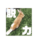 はねすんちのうさたん（個別スタンプ：8）