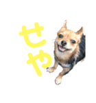 あたちのmix犬4（個別スタンプ：1）