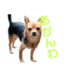あたちのmix犬4（個別スタンプ：3）