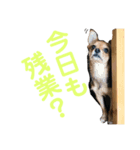 あたちのmix犬4（個別スタンプ：6）