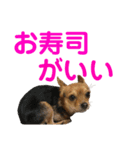あたちのmix犬4（個別スタンプ：7）