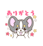 かわいいチワワ♡ブラックタンのあとむくん（個別スタンプ：7）