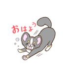 かわいいチワワ♡ブラックタンのあとむくん（個別スタンプ：17）