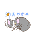 かわいいチワワ♡ブラックタンのあとむくん（個別スタンプ：18）