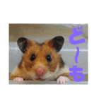 ハムスター日和（個別スタンプ：1）
