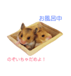 ハムスター日和（個別スタンプ：3）