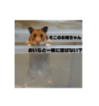 ハムスター日和（個別スタンプ：5）