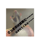 ハムスター日和（個別スタンプ：7）