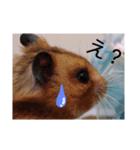 ハムスター日和（個別スタンプ：8）