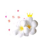 かわいい花より（個別スタンプ：8）