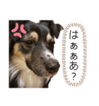 オーストラリアのとある犬 その22（個別スタンプ：7）