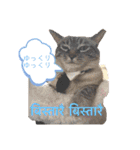 猫とネパール語1（個別スタンプ：11）