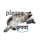 猫とネパール語1（個別スタンプ：14）