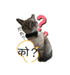 猫とネパール語1（個別スタンプ：17）