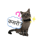 猫とネパール語1（個別スタンプ：19）
